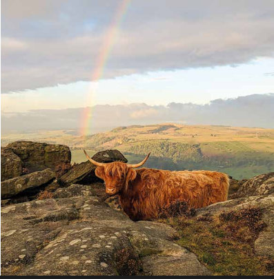 Highland Cow Baslow Edge Card