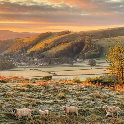Sheep In The Dawn Light Hope Valley Card